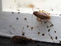Indicators Of A Cockroach Problem